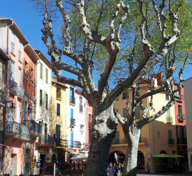 Charme A 20 M De La Plage Centre Village Collioure Exterior foto